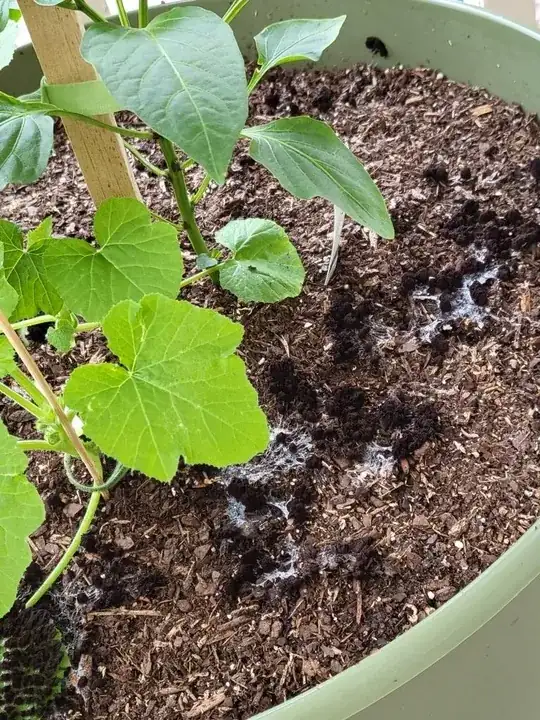 a perspective-based view which shows how quickly the slime mold was able to muliply, almost spanning the width of a 20" pot in a single night.