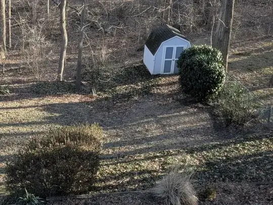 Rounded bushes that I'd like to return to a more natural shape