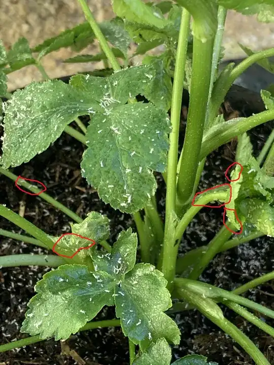 aphids on parsley
