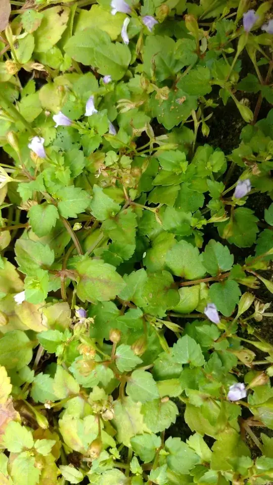 Close up of leaves