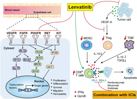 Targets signaling pathways(and underlying immunomodulatory activity in HC)