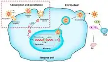 Viral infection route and mechanism in cells
