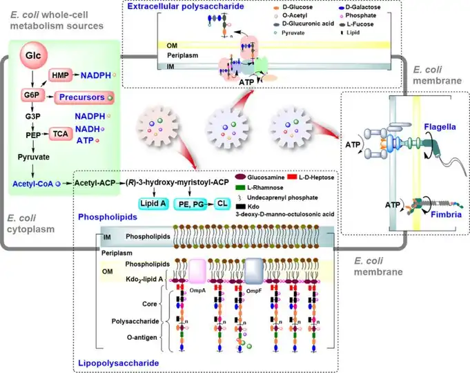 OM of E. coli is important in the cell morphology, division,  and stress adaptations
