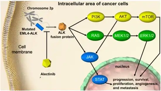 ALK-rearrangement-targeted cancer therapy in non-small cell lung cancer