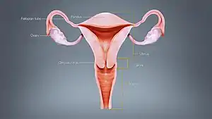 Different regions of the uterus displayed and labelled using a 3D medical animation still shot
