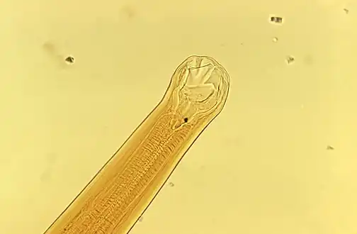 Ancylostoma braziliense mouthparts