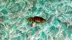 Bed bug on carpet