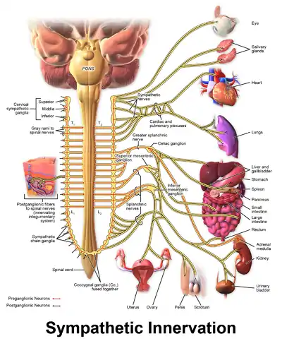 The sympathetic nervous system
