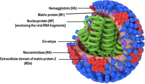 Diagram of  influenza virus (showing envelope and internal proteins)
