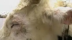 Around the eyes and on ears