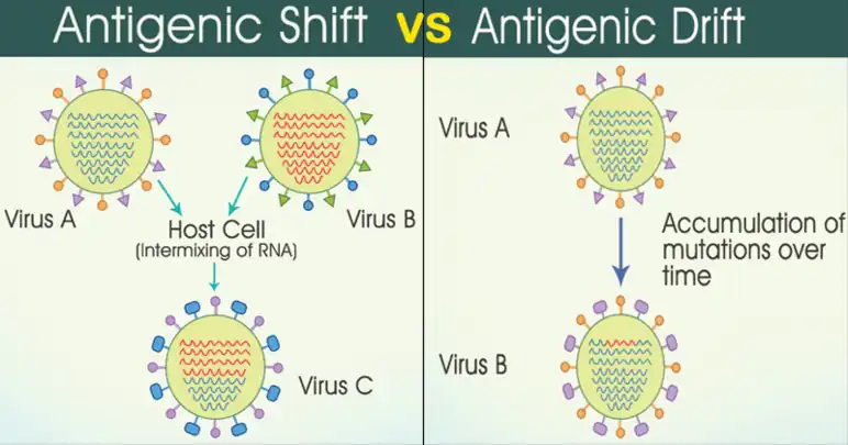 Differences between Antigenic shift and Antigenic drift