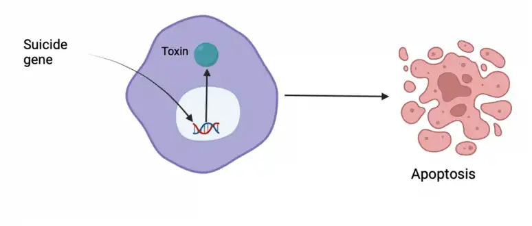 Suicide gene therapy graphic used to treat cancer