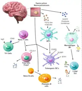 Hypothetical/integrative model of immune regulation triggered by T. solium  infection