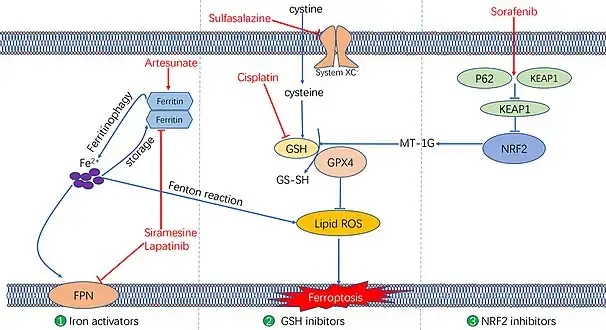 Molecular mechanisms underlying the ferroptosis targeting role of three types of anti-tumor drugs