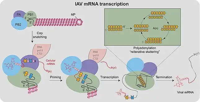 Transcription of mRNAs initiated by viral polymerase using cap snatching