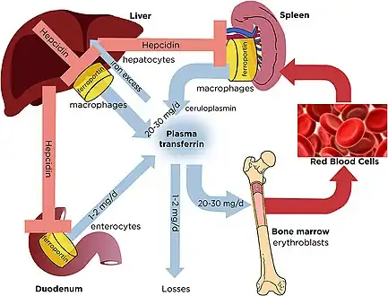 Dynamics of systemic iron balance- plasma transferrin delivers iron to bone marrow erythroblasts and to other tissues