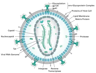 Diagram of a HIV virion structure
