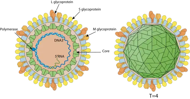 Hepadnaviridae virion-enveloped, spherical. Diameter from about 42nm. Icosahedric capsid with a T=4 symmetry.