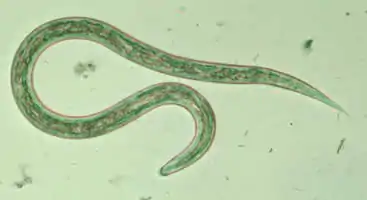 Ancyclostoma duodenale