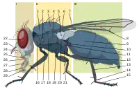 6 = Diptera scutellum