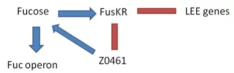 Inactivation of LEE genes ( ↑ [fucose] )
