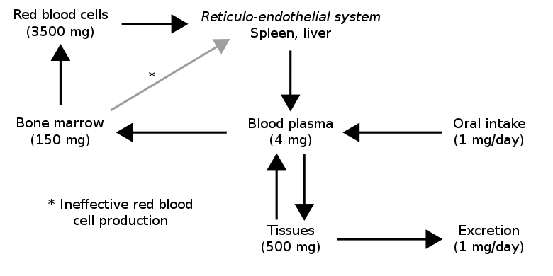 The normal distribution of body iron stores