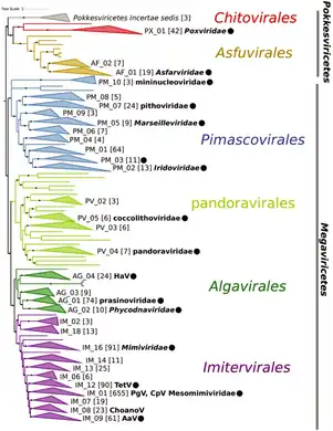 Phylogeny of Nucleocytoviricota