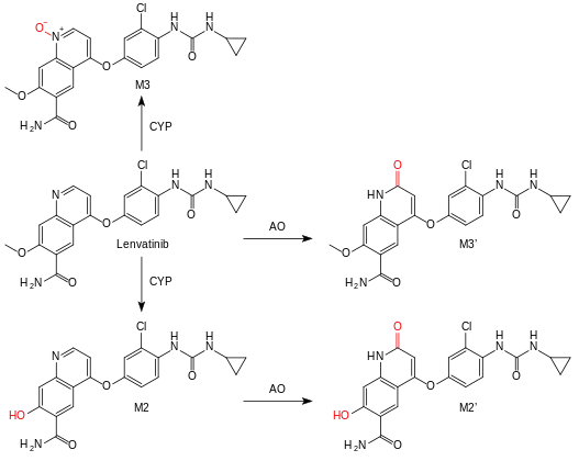 Lenvatinib is oxidized by cytochrome P450 enzymes (CYP), and further metabolized to the quinolinones M2' and M3' by aldehyde oxidase (AO).