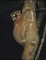 Sportive lemur