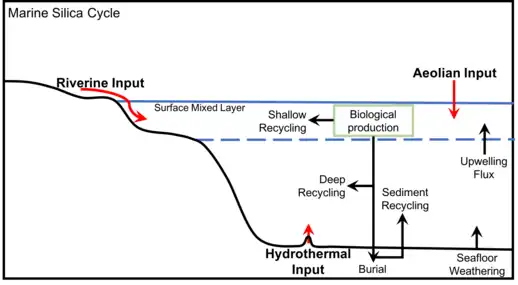 Generalized marine silica cycle, adapted from Treguer et al., 1995