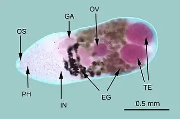 Adult Metagonimus yokogawai