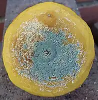 Moldy lemon
