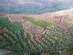 Photograph of a large area of forest. The green trees are interspersed with large patches of damaged or dead trees turning purple-brown and light red.