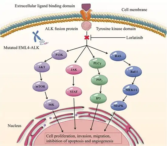 Anti-cancer mechanism of Lorlatinib