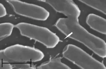 Needle-like structures  on  surface of Aeromonas hydrophila (MPU A541 cells)