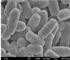 Scanning electron micrographs of Streptococcus iniae