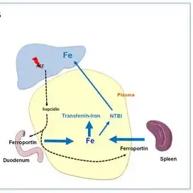 Pathophysiological mechanisms leading to the development of iron overload during HFE-related hemochromatosis