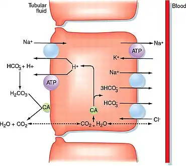 Proximal convoluted tubule. Urinary space is on left.