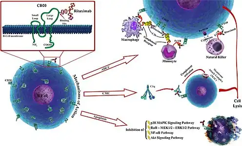 Rituximab mechanisms of action; the three major independent mechanisms are (1) antibody dependent cellular cytotoxicity (ADCC), (2) complement mediated cytotoxicity (CMC), and (3) apoptosis; subset panel illustrates a schematic view of CD20 structure and rituximab.