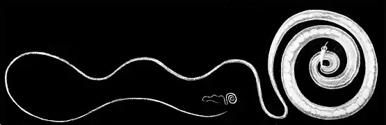 Male Trichuris trichiura