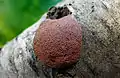 Tubifera applanata