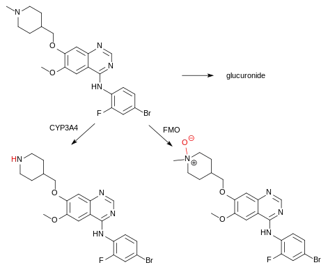 Metabolites of vandetanib (top left): N-desmethylvandetanib (bottom left, via CYP3A4), vandetanib-N-oxide (bottom right, via FMO1 and FMO3), both pharmacologically active, and a minor amount of a glucuronide.
