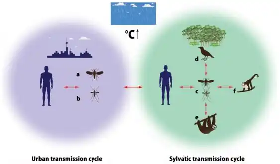 Urban (U) and sylvatic (S) transmission cycles of OROV