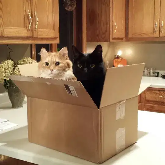 Cats in a box
