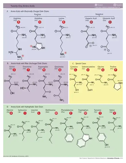 Table of Amino Acids.