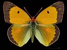 Colias croceus, male