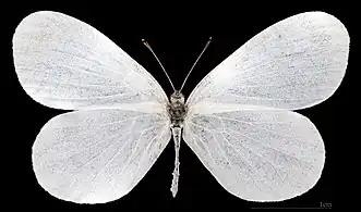 Leptidea sinapis   ♀