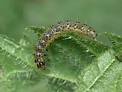 Larva