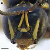 A. cincta (New Guinea population) worker face. Scale bar = 0.25&nbsp;mm