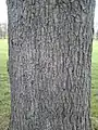 Bark